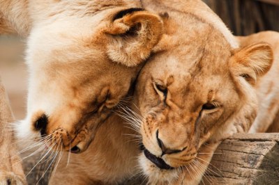 cuddling-lions-11294081682g0I