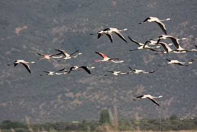 Flamingo's-Kalloni3-Saltpan