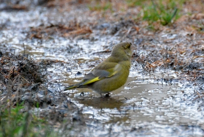 greenfinch in puddle