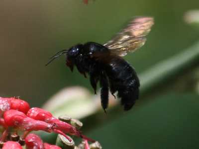 black bee