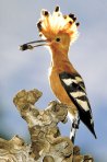 hoopoe