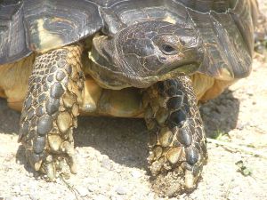 testudo marginata face