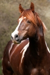 istock paint stallion
