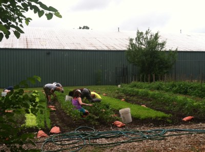 IFYI at City Growers in Dorchester, MA.