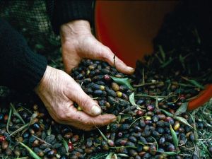 harvested olives