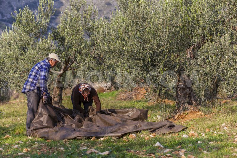 harvesting olives with nets