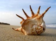 shell-on-the-beach-194749-m