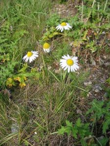 wild chamomile blooming among "weeds"
