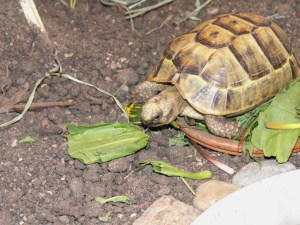 KONICA MINOLTA DIGITAL CAMERA