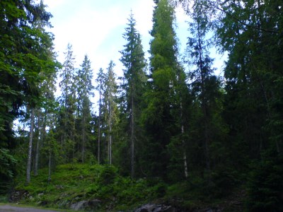 Mixed_Picea_(Spruce)_forest_from_Vestfold_county_in_Norway