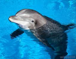 dolphin