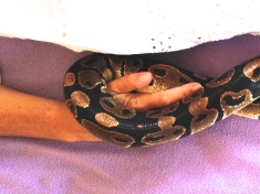 Mani snake 3