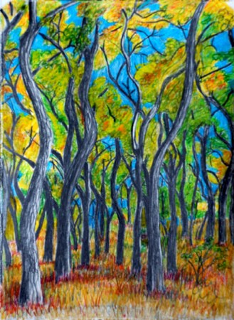 A Tangle of Cottonwoods, drawing by Judith Shaw