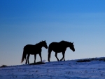 istock snow horses