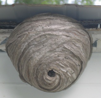 wasps nest
