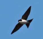 house martin in flight