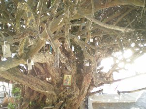 Paliani tamas DSCN9079