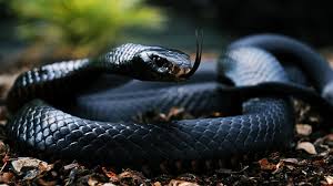 black snake