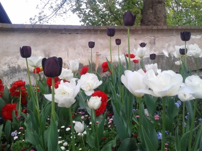 A picture of tulips from Cesky Krumlov that I took when we could see them in Amsterdam as we had planned because German rail was striking.