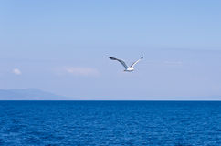seagull-flying-over-aegean-sea-greek-sea