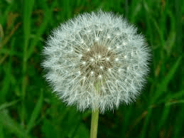 dandelion 1