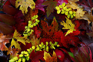 fall_color