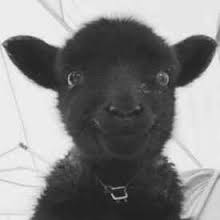 black-lamb