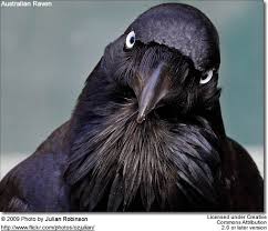 raven
