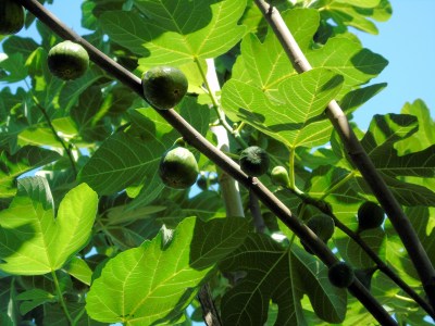figs