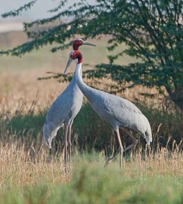 2 vigilant cranes