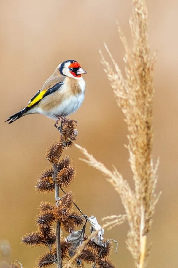 goldfinch