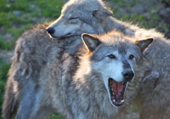 Grey-wolf-pair