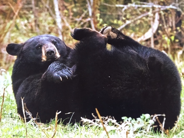 Picture of black bear, rolling on her back
