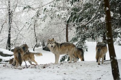 mexican-wolf-pack