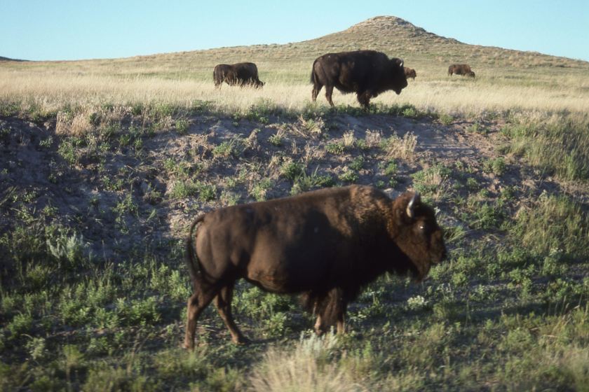 Image of buffalo standing in field