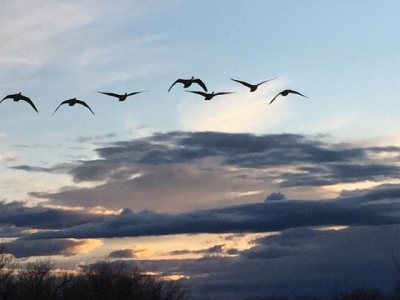 Picture of a group of cranes flying in the dusk sky