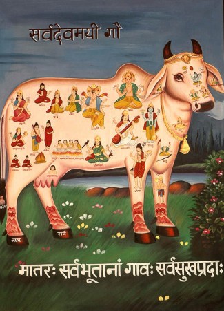hindu_kamadhenu_cow