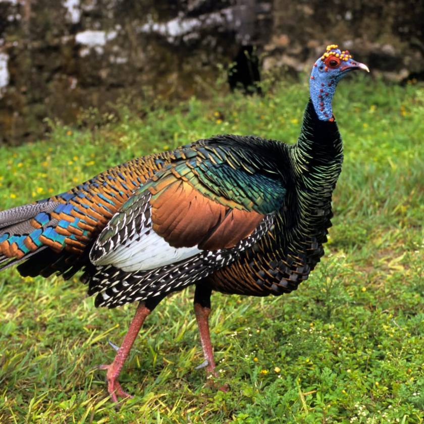 wild ocellated turkey