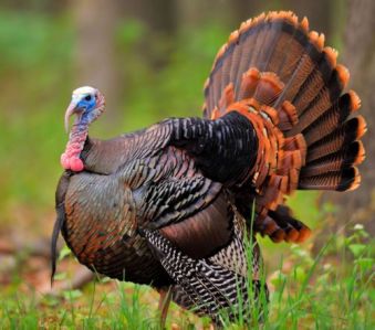 wild-Turkey-with-fanned-tail
