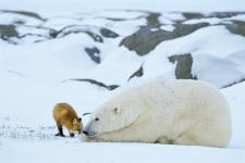 polar-bear-and-fox