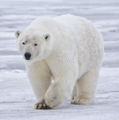 Polar Bear walking