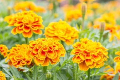 https://www.gardeningknowhow.com/ornamental/flowers/marigold/marigold-vs-calendula.htm