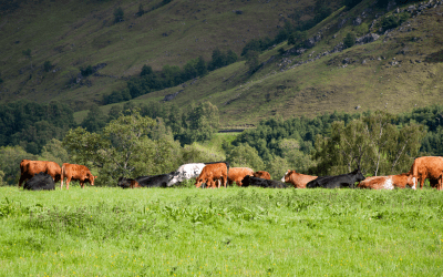 Cows in Glen Lyon